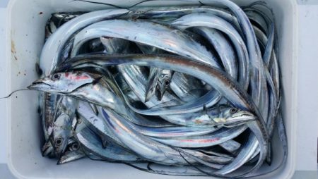 オーフリー 釣果