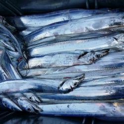 オーフリー 釣果