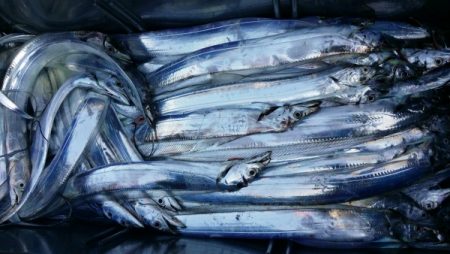 オーフリー 釣果