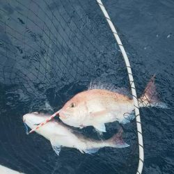 旭星釣りセンター 釣果