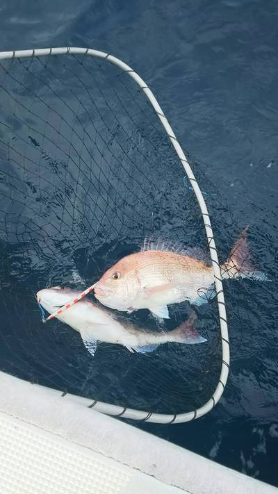 旭星釣りセンター 釣果