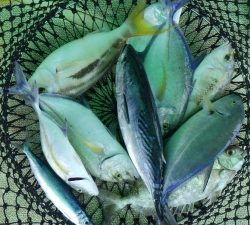 本部釣りイカダ 釣果