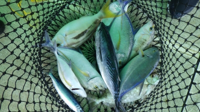 本部釣りイカダ 釣果