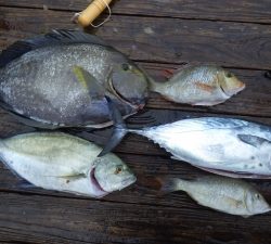 本部釣りイカダ 釣果