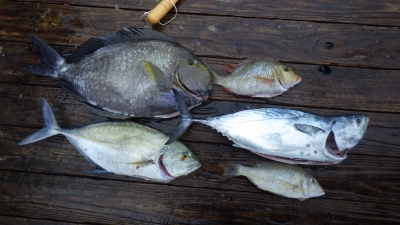 本部釣りイカダ 釣果