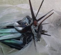 本部釣りイカダ 釣果