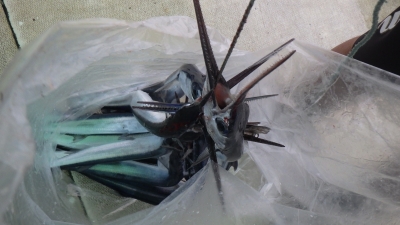 本部釣りイカダ 釣果