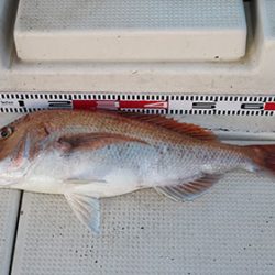 松本釣船２ 釣果