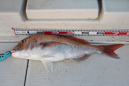 松本釣船２ 釣果