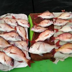 横内丸 釣果