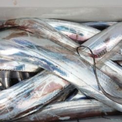 オーフリー 釣果