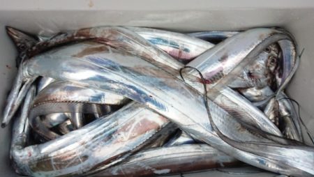 オーフリー 釣果