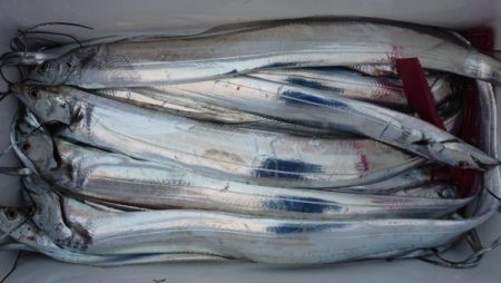 オーフリー 釣果