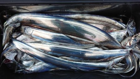 オーフリー 釣果