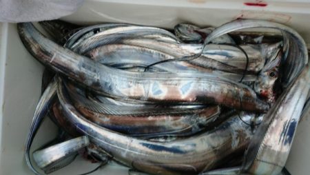 オーフリー 釣果