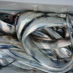 オーフリー 釣果