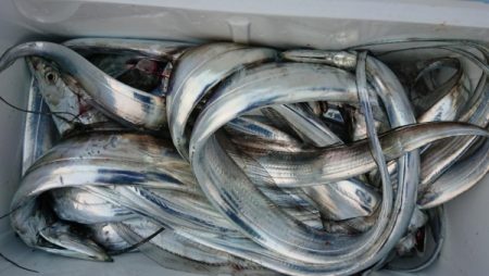 オーフリー 釣果