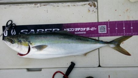 オーフリー 釣果