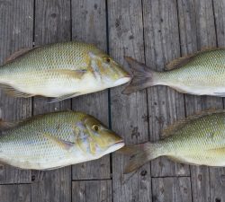 本部釣りイカダ 釣果