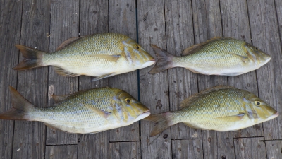 本部釣りイカダ 釣果