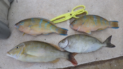 本部釣りイカダ 釣果