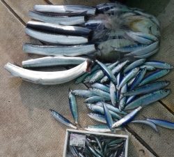 本部釣りイカダ 釣果