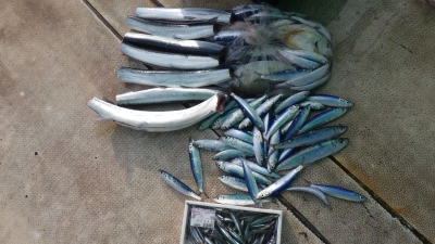 本部釣りイカダ 釣果