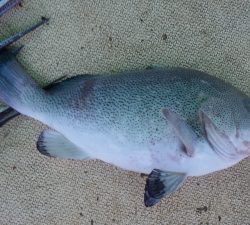 本部釣りイカダ 釣果