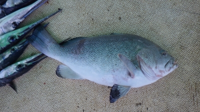 本部釣りイカダ 釣果