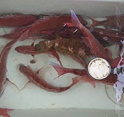 松本釣船２ 釣果