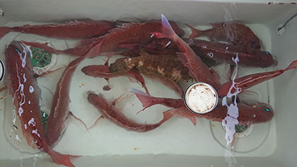 松本釣船２ 釣果