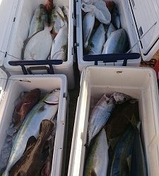 海龍丸(福岡) 釣果