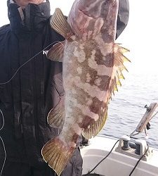 海龍丸(福岡) 釣果