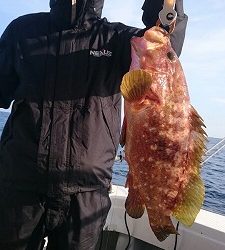 海龍丸(福岡) 釣果