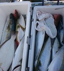 海龍丸(福岡) 釣果