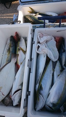 海龍丸(福岡) 釣果