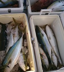 海龍丸(福岡) 釣果