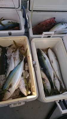 海龍丸(福岡) 釣果