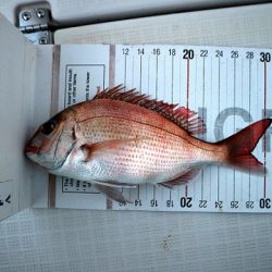 フルコンタクト 釣果