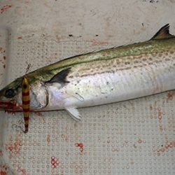 松本釣船２ 釣果