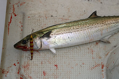 松本釣船２ 釣果