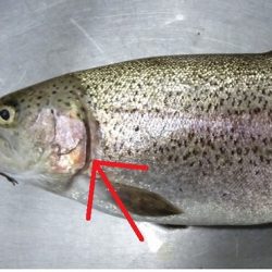 志高湖フィッシング 釣果