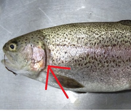 志高湖フィッシング 釣果