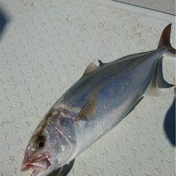 マタウマリンサービス 釣果