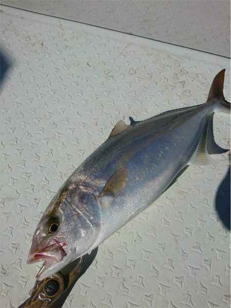 マタウマリンサービス 釣果