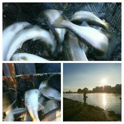 みどりフィッシングエリア 釣果