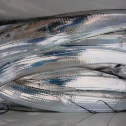 オーフリー 釣果