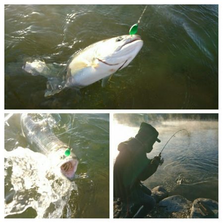 みどりフィッシングエリア 釣果