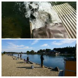 みどりフィッシングエリア 釣果