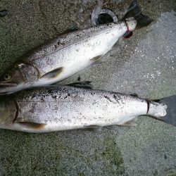 みどりフィッシングエリア 釣果